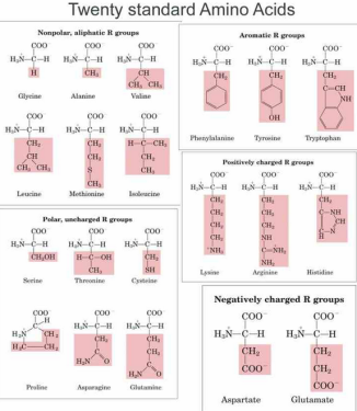 amino acids twenty