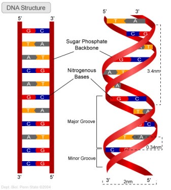 dna ladder