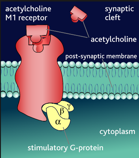 ace poker receptors