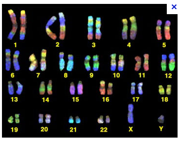 hengel - 30 chromsones