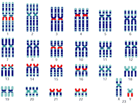 chromo 23 pairs