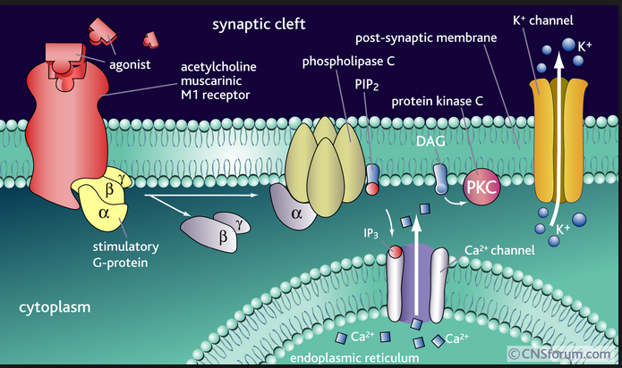 ace boyleston street