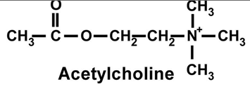 picture acethcholine