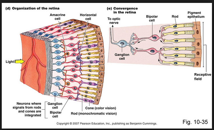 eye rod hillary clinton optics