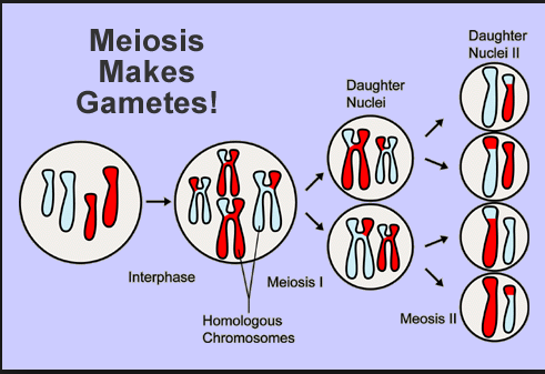 gametes and donald trump casinos