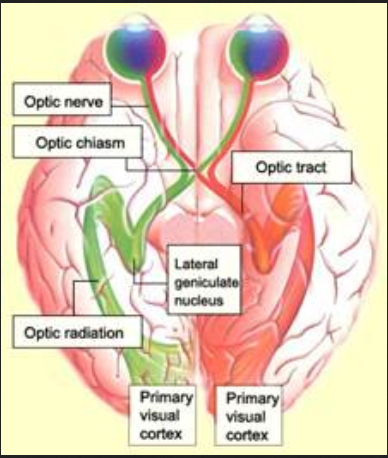 optical nerve .... atomic