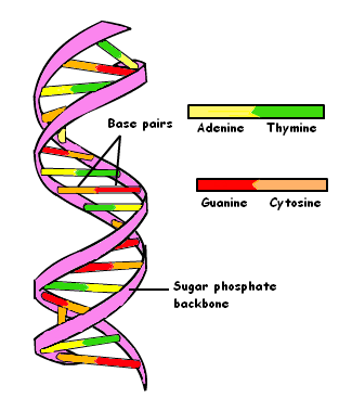 dna double-helix  9