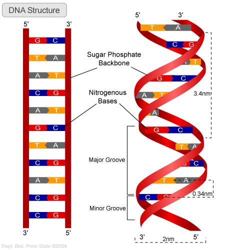 dna ladder