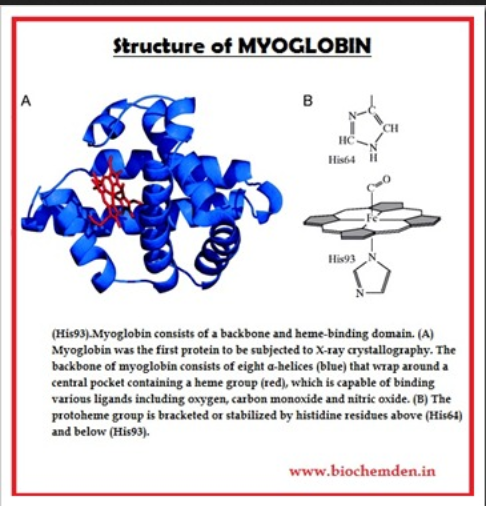 myoglobin   9