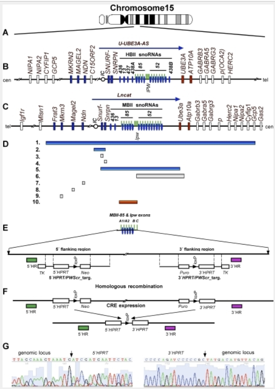 sam hengel good chromosme 15