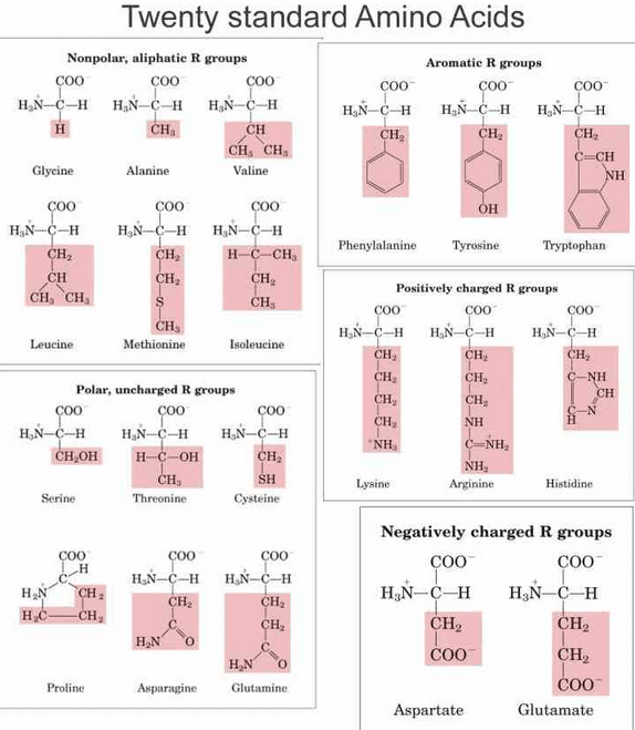 amino acids twenty