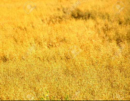 straw golden blonde oats