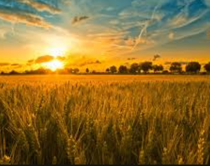 oats sunlight blonde