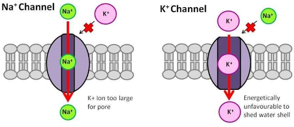 kennedy k channel deathCapture