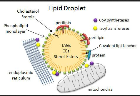 lipid hydrocarbons