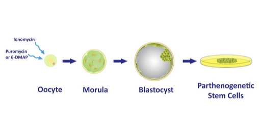oocytes blast oklahoma