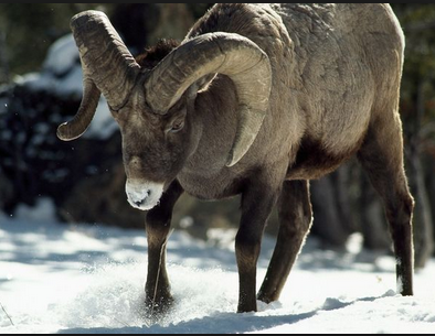 ram bigh horn sheep rocky mountain