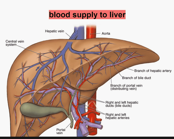 liver map ferguson