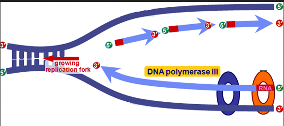 dna growing fork delta