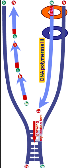 dna growing fork delta