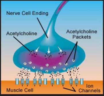 acetylcholine 999999999