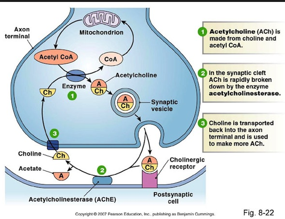acetylcholine virginia tech pra math logic indonesia pra politics