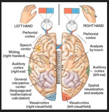 brain 2 parts cole hall 5