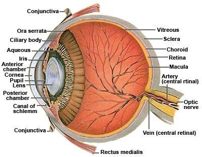 http://www.mastereyeassociates.com/Portals/60407/images//Anatomy_of_the_Human_Eye-Cross_section_view.jpg